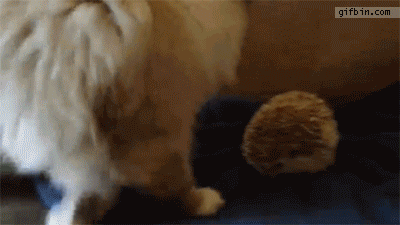 1380734134_cat_sits_on_hedgehog.gif