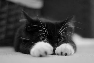 cute-cats-9.jpg