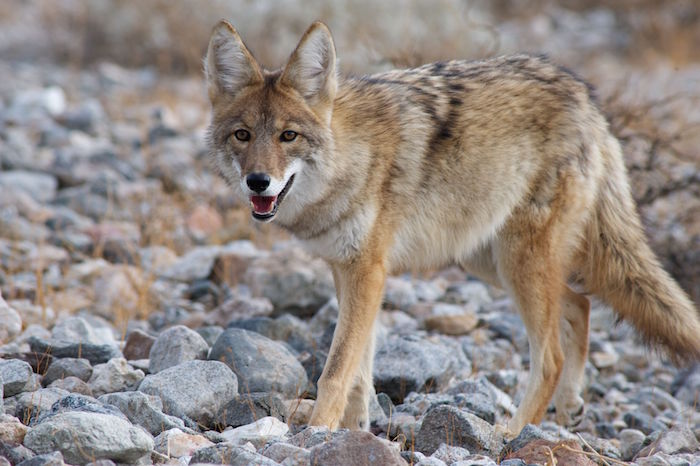 Coyote-Spirit-Animal-5.jpg