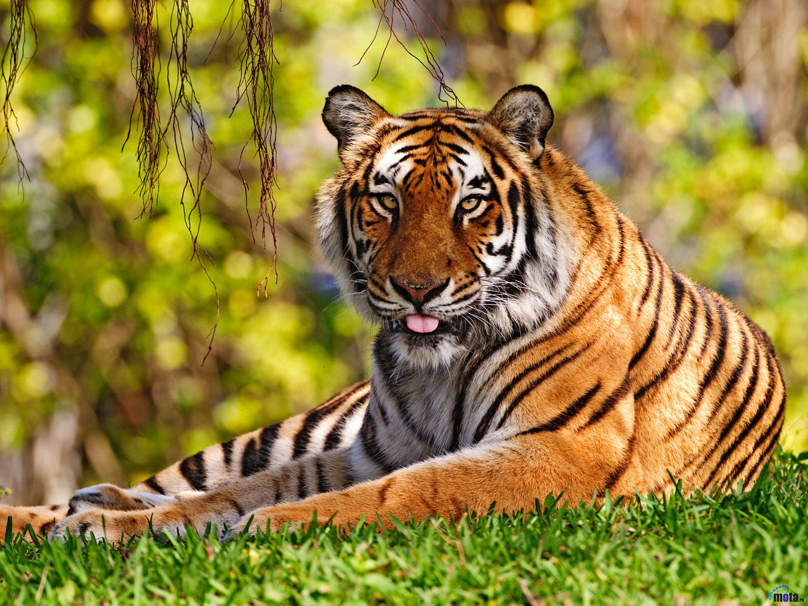 animals_664.jpg