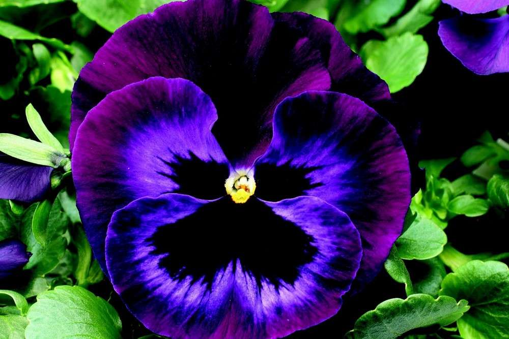 pansy-colossus-neon-violet.JPG