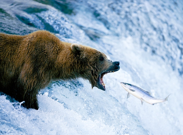 grizzly.jpg