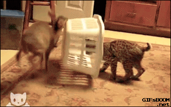 tumblr_ngdc9wo7vm1s02vreo1_400.gif