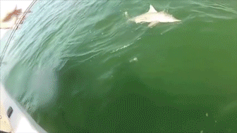 WpytINb.gif