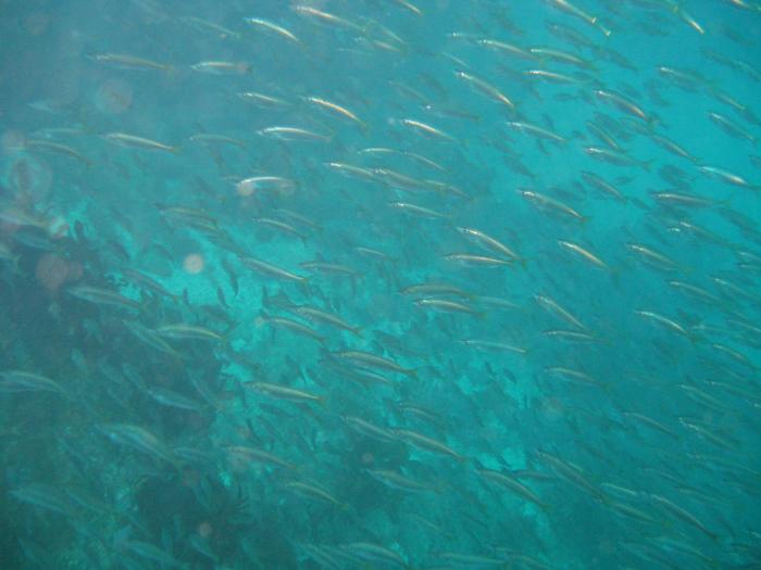 lots-of-fish-700--.jpg