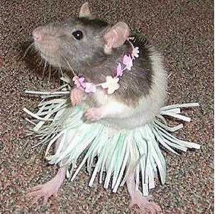 ug39509,1249078975,aboutus-islandgirl-rat-dancing.gif