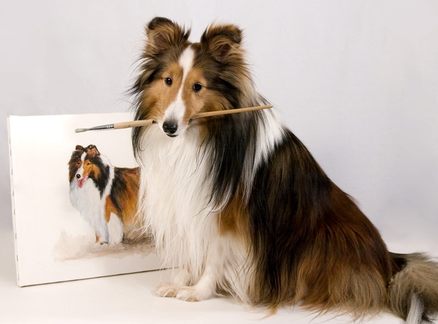 sheltie%205%20900.jpg