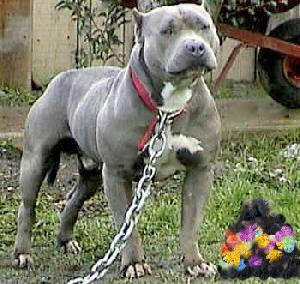pitbull.jpg
