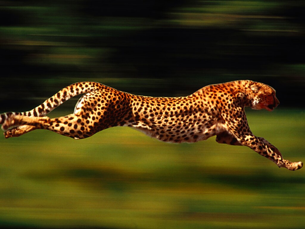 cheetah-running.jpg