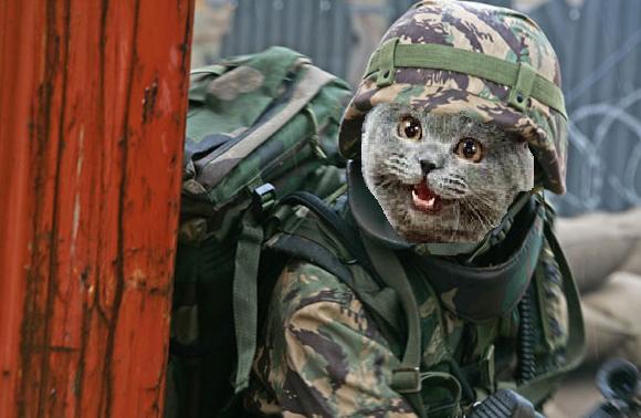 t205376_cat-soldier.jpg
