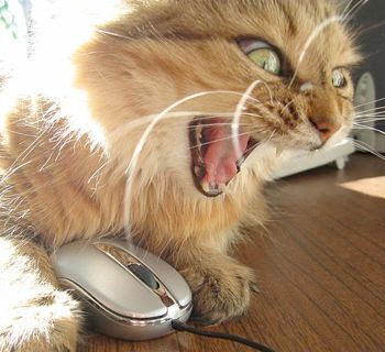 Angry%2BCat.jpg