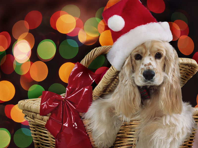 xmas-fund1.jpg