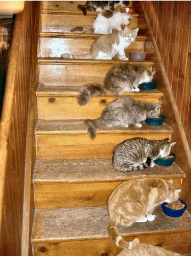 Dinner_CatsOnStairs500O.jpg