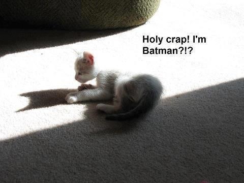 cat-batman.jpg