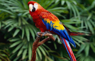 parrot.jpg