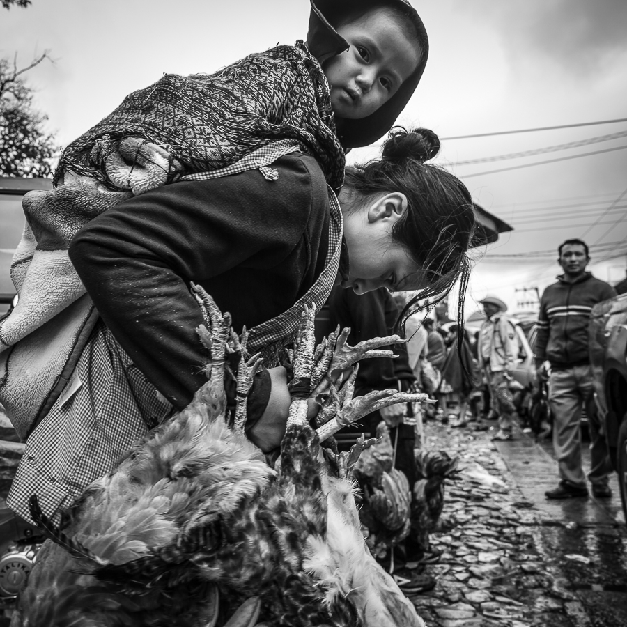 The-Chickens-View-7.jpg