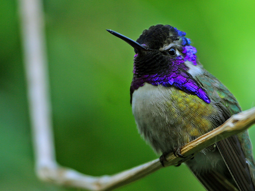 Hummingbird.jpg