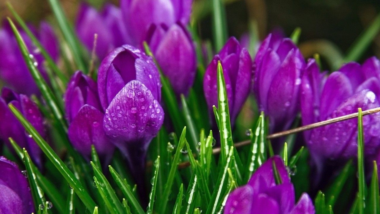 purple_strange_flowers-1280x720.jpg