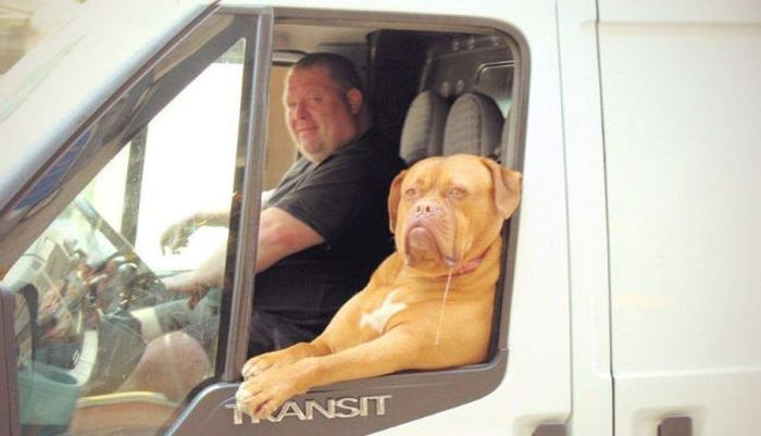 funny_car_themed_photos_03.jpg