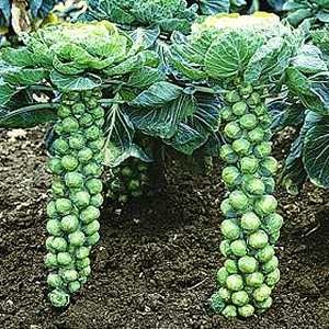 brussels-sprouts1.jpeg