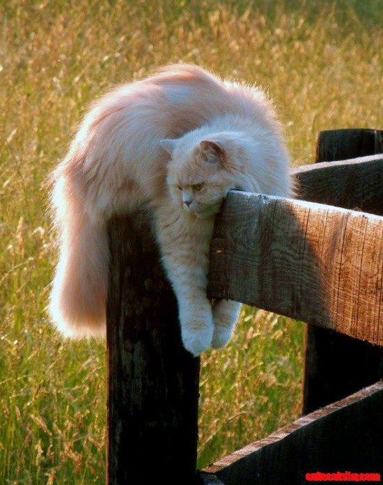 Relaxed-cat.jpg