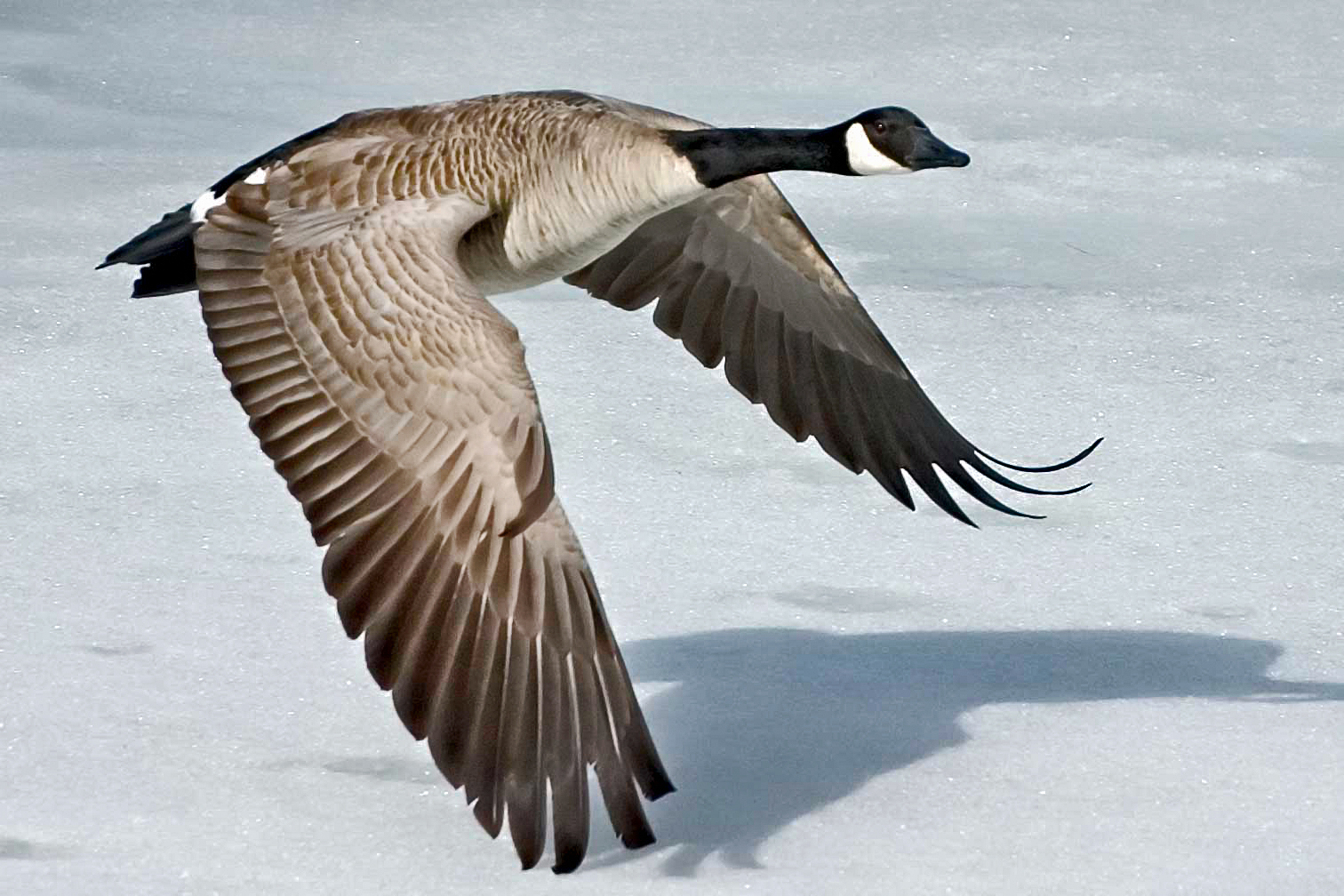 Canada-Goose-Szmurlo.jpg