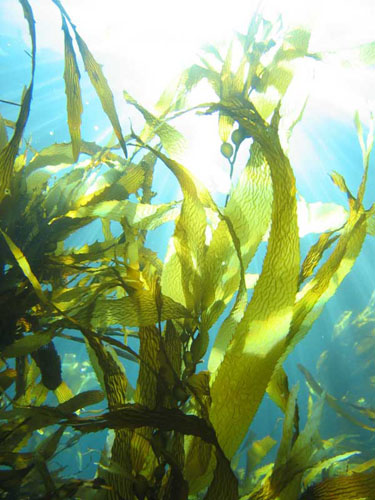 organic-kelp.jpg