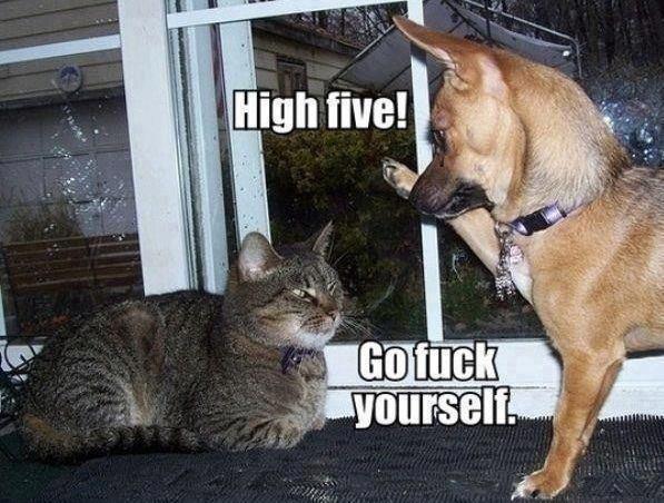 post-25007-dog-high-five-meme-cat-go-fuck-CmOJ.jpeg