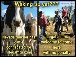 bundy-cattle-confiscated.jpg