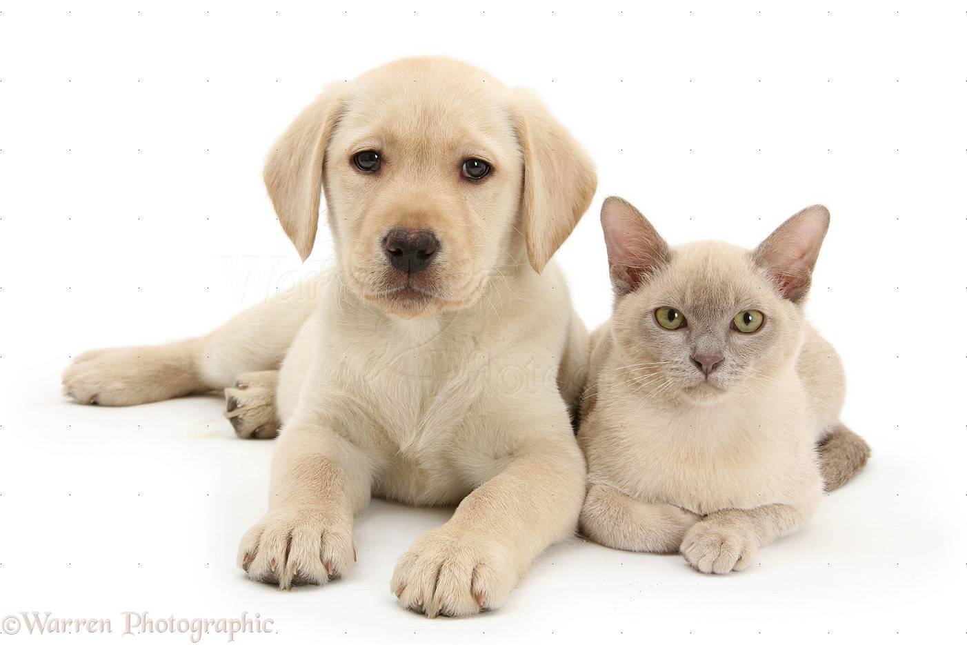 23528-Yellow-Labrador-Retriever-pup-and-young-Burmese-cat-white-background.jpg