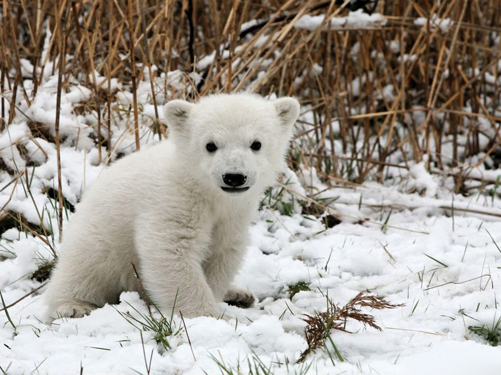 Polar_Bear_baby.jpg