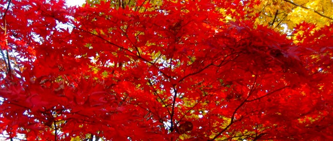 Autumn-leaves41-650x400.jpg