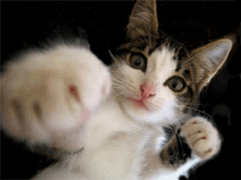 Cat-Punching.gif