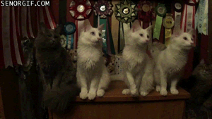 Moving-animated-picture-of-ping-pong-kitties.gif