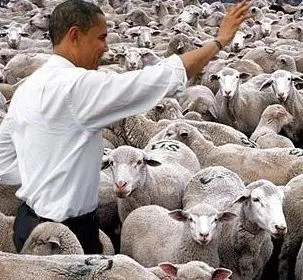 obama-sheep-jpg.48449