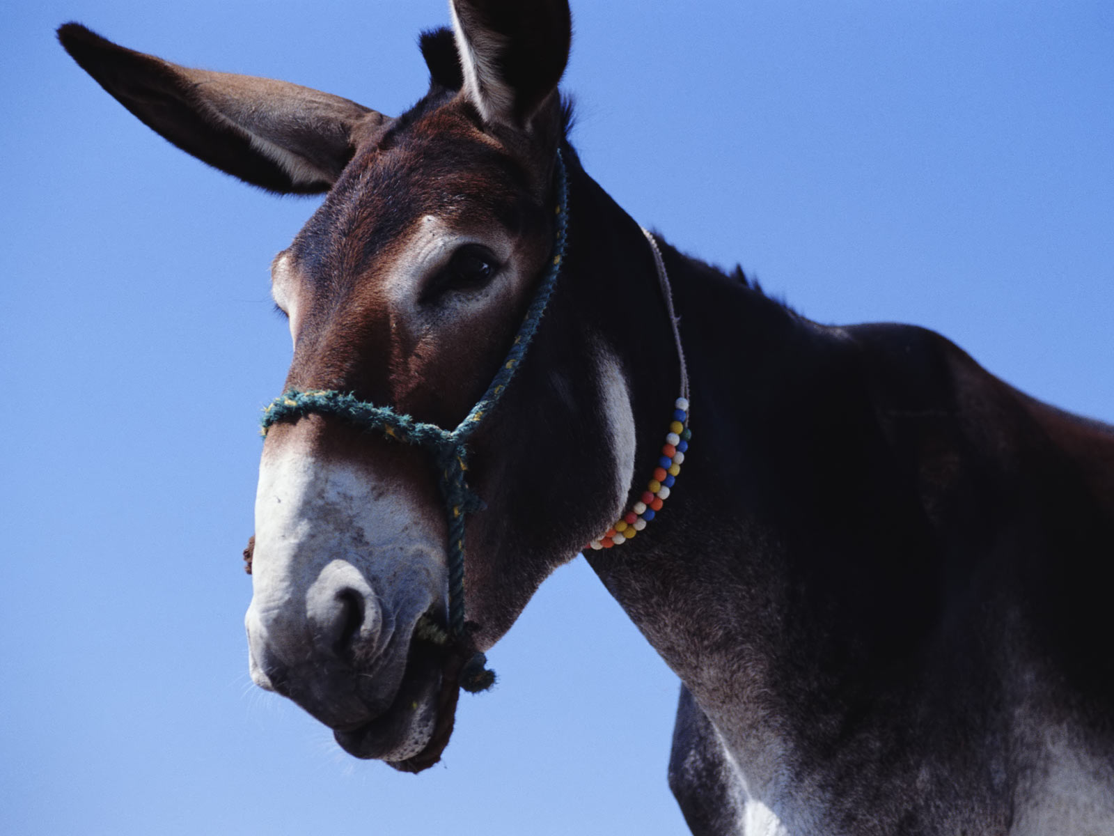 Mule-362104.jpeg