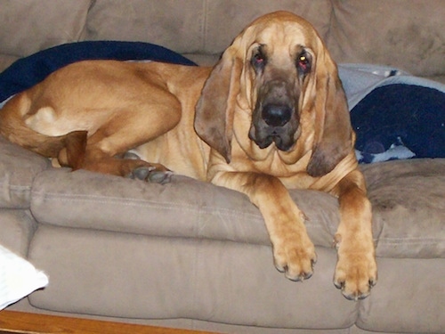 BloodhoundPurebredDogFlashOnFurniture2.JPG
