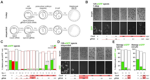 cas9editingmice.jpg