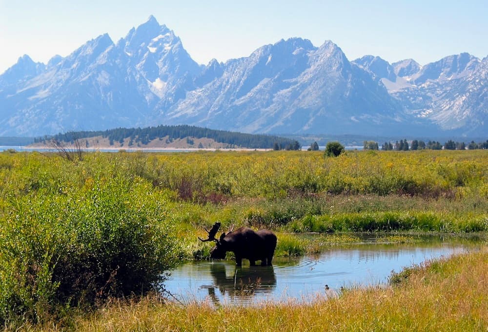 Moose-in-Grand-Teton-National-Park.jpg