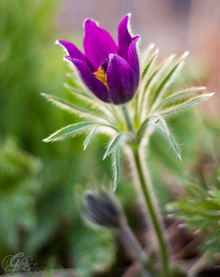 20120419-_mg_0763.jpg