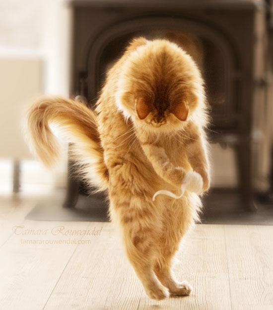 the_show_must_go_on_by_tammyphotography-d77fab1.jpg