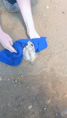 Azbmihh.gif
