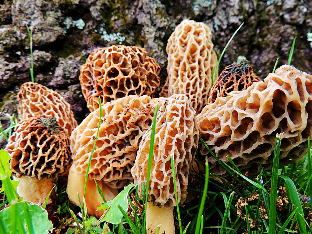 morel_mushrooms_03_by_temariataje-d67wcd7.jpg
