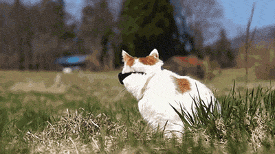 VfXkIR2.gif