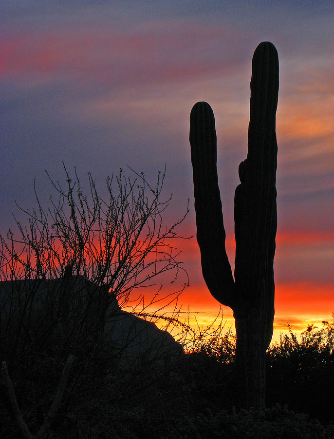 cactus-at-sunset-marcia-socolik.jpg