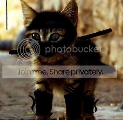 Ninja-Kitten.jpg