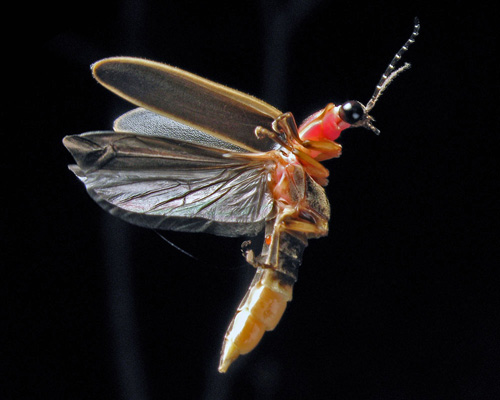 photinus-pyralis-firefly.jpg
