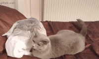 tumblr_nd6pcnitAu1ttjwiao1_250.gif