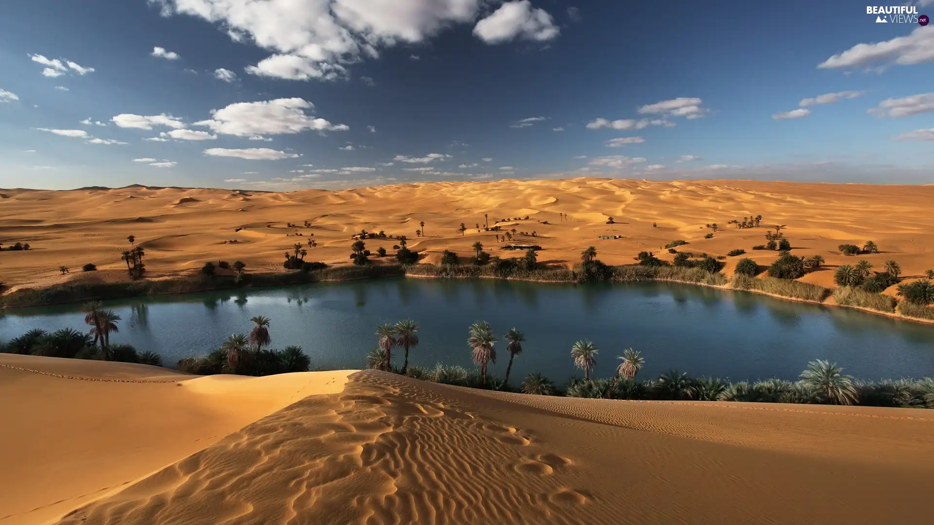 sand-palms-oasis-desert.jpg
