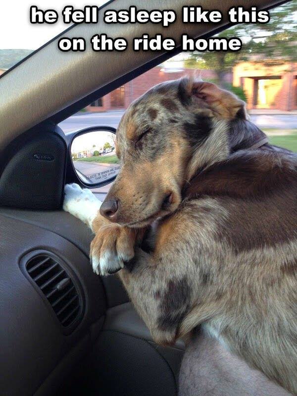 Asleep-on-the-way-back-home.jpg